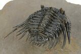 Spiny Leonaspis Trilobite - Amazing Flying Preparation #241436-4